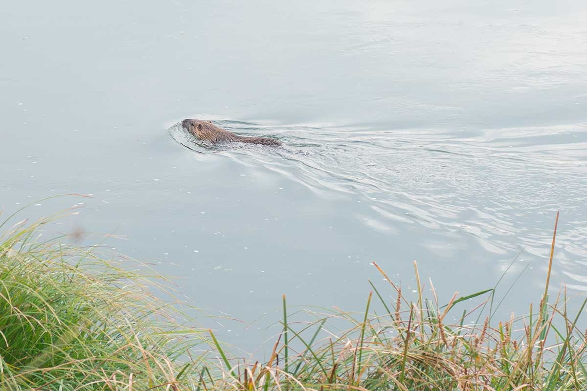 Leptospirosis: Entendiendo Síntomas, Tratamientos, Mitos y Verdades